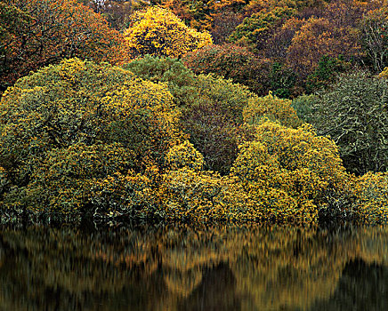 反射,湖,秋天,康纳玛拉,戈尔韦郡,爱尔兰,欧洲