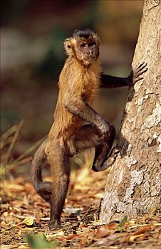 褐色,棕色卷尾猴,树,裂缝,棕榈树,地上,栖息地,巴西