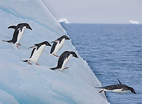 阿德利企鹅,跳跃,边缘,冰山,休息,威德尔海,靠近,生物群,保利特岛