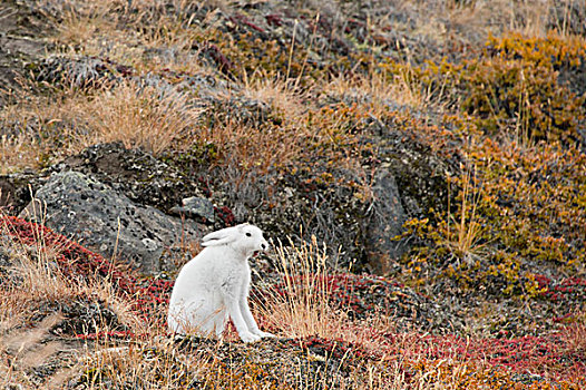 格陵兰,大,峡湾,北极兔,兔属,苔原,栖息地