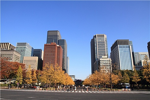 秋叶,道路,东京,日本