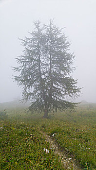 奇怪,松树,雾,意大利阿尔卑斯山