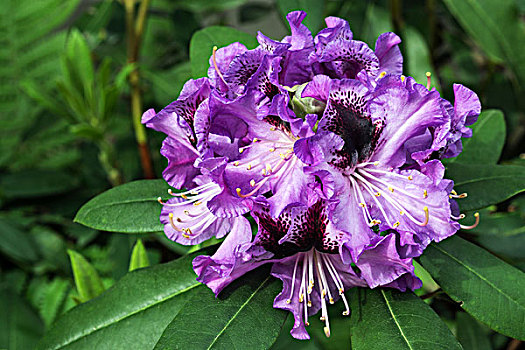 杜鹃花属植物,紫色,花,巴登符腾堡,德国,欧洲