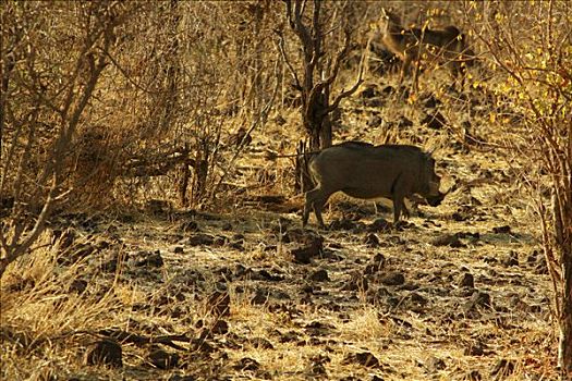 疣猪,放牧,树林,乔贝国家公园,博茨瓦纳