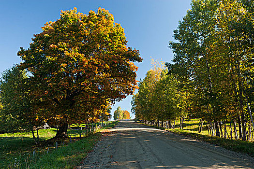 美国,佛蒙特州,道路,秋天,树