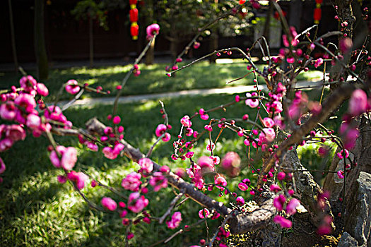 盆景,植物,红梅花,春天,春节