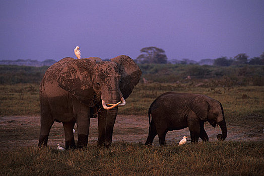 肯尼亚,安伯塞利国家公园,大象,放牧