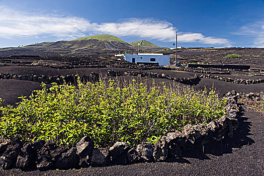 农业,火山岩,火山,风景,兰索罗特岛,加纳利群岛,西班牙,欧洲