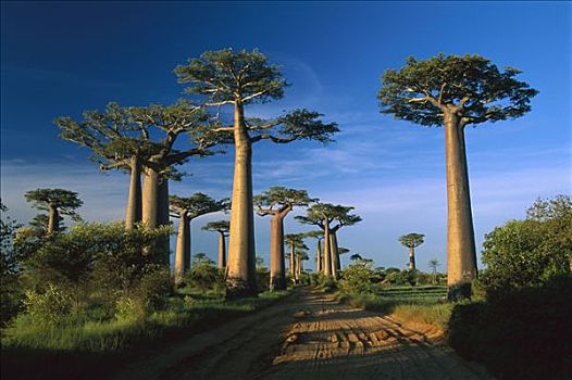 猴面包树,树,靠近,道路,穆龙达瓦,马达加斯加