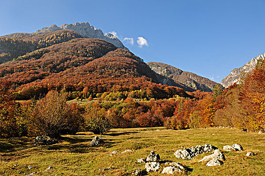 秋日树林,斯洛文尼亚,欧洲