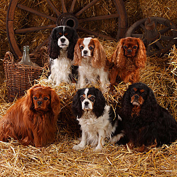 查尔斯王犬,红宝石,三种颜色,布伦海姆,五个,狗,坐,稻草,谷仓