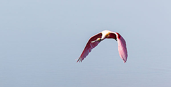 粉红琵鹭,国家野生动植物保护区,萨尼伯尔岛,佛罗里达,美国,北美