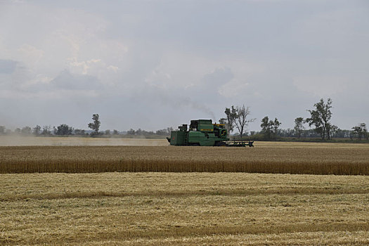 小麦,作物,农机,地点