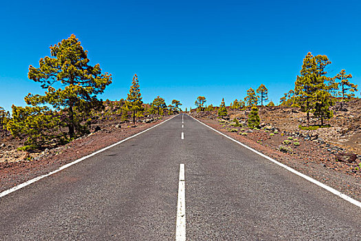 道路,火山地貌,松树,公园,特内里费岛,加纳利群岛,西班牙