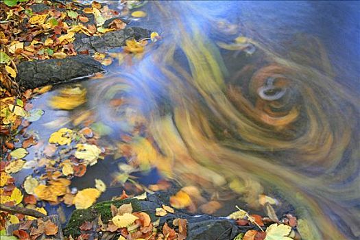 彩色,叶子,游泳,溪流,表面,定时暴光
