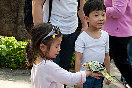 孩子,玩,鸟,街道,花园,香港