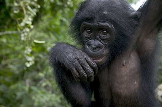 倭黑猩猩,幼小,孤儿,黑猩猩,刚果