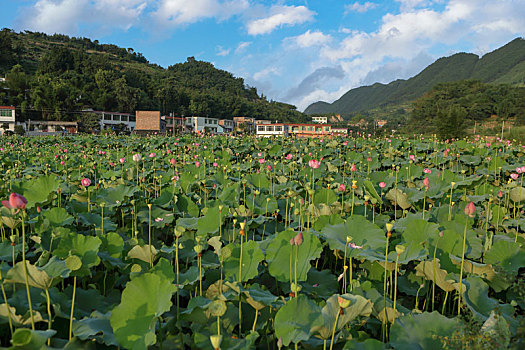 田园民居美丽乡村