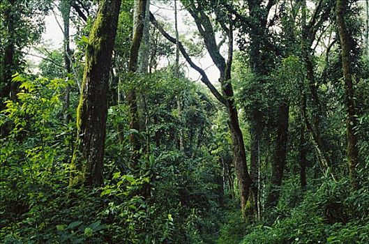 树荫,热带雨林,树林,自然保护区,肯尼亚