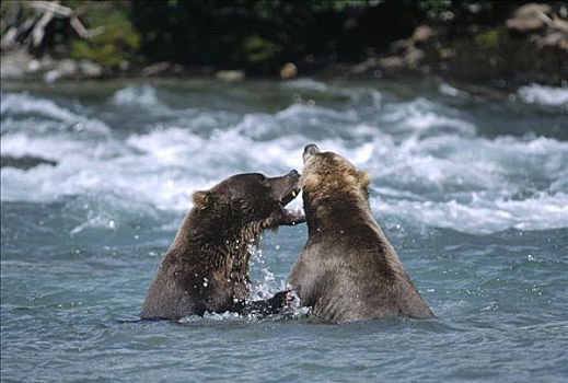 大灰熊,棕熊,河,阿拉斯加