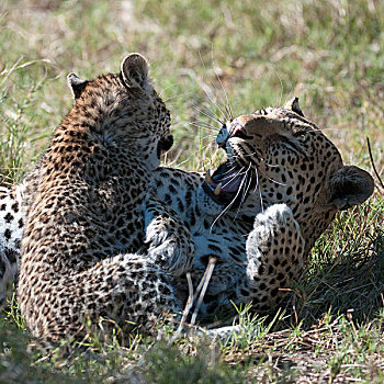 豹,幼兽,玩,母亲,博茨瓦纳