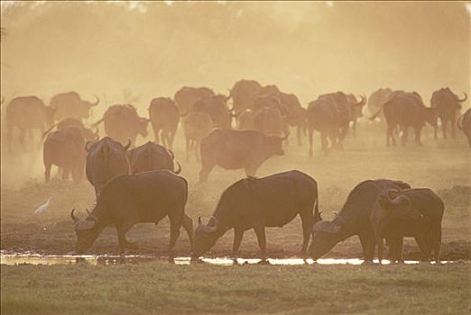 南非水牛,非洲水牛,牧群,尘土,日落,奥卡万戈三角洲,博茨瓦纳