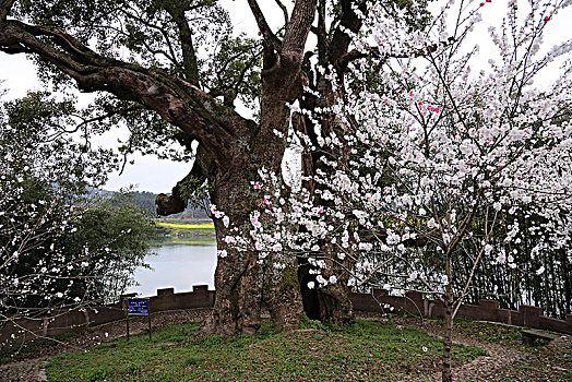 安徽,歙县,灵山,蜀源,新安江,山水画廊,深度,大洲源,周家村,蜘蛛顶,蜘蛛肚,梅花,桃花,油菜花,梨花,民居,梯田