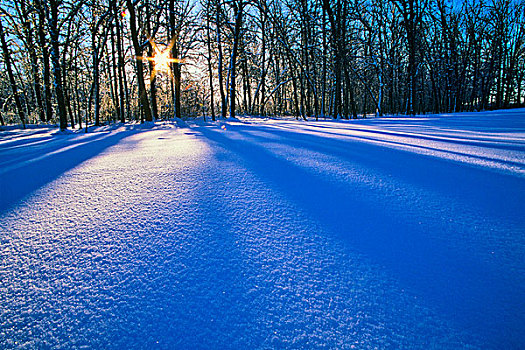 积雪,风景,树,树林,曼尼托巴,加拿大