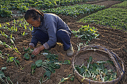 女人,种植,白菜,靠近,中国