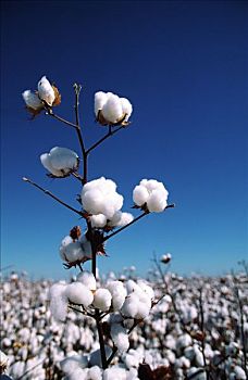 棉花,作物,特写,澳大利亚