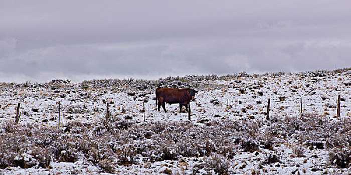 公牛,大阶梯-埃斯卡兰特国家保护区,犹他,美国