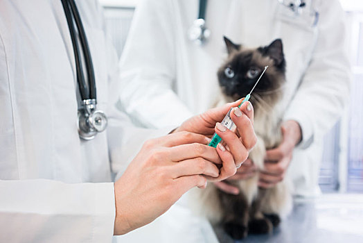 猫,看,疫苗,注射,准备好,兽医,医生
