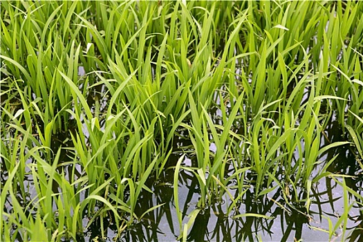 绿色,稻米,农作物,灌溉,春天,地点