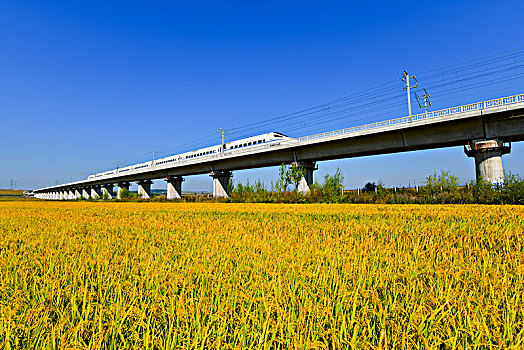 驶过稻田的高铁列车