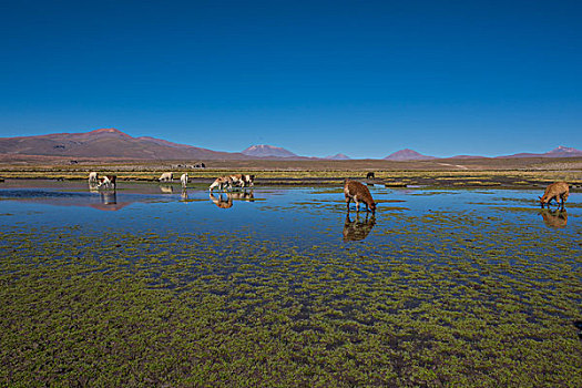 玻利维亚乌尤尼盐湖山区羊驼