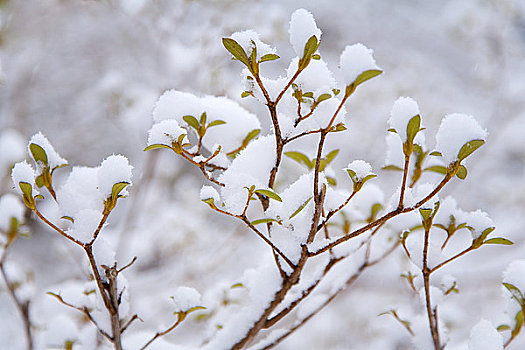 特写,雪,灌木