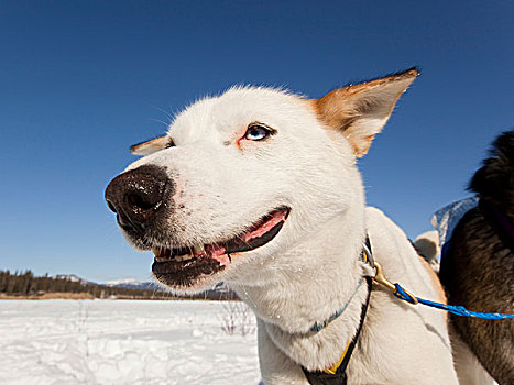 肖像,雪橇狗,领着,狗,阿拉斯加,哈士奇犬,冰冻,育空河,育空地区,加拿大