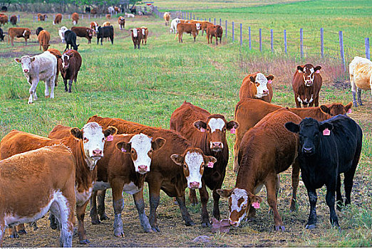 牛,农场,艾伯塔省,加拿大