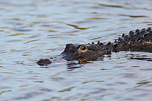 美国短吻鳄,游泳,水中,大沼泽地国家公园,佛罗里达,美国