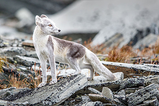 北极狐,狐属,石头,国家公园,挪威,欧洲