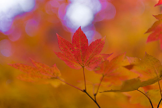 深秋,红色,橙叶,枫树,秋色,俄勒冈,美国,北美