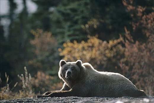 大灰熊,棕熊,休息,阿拉斯加