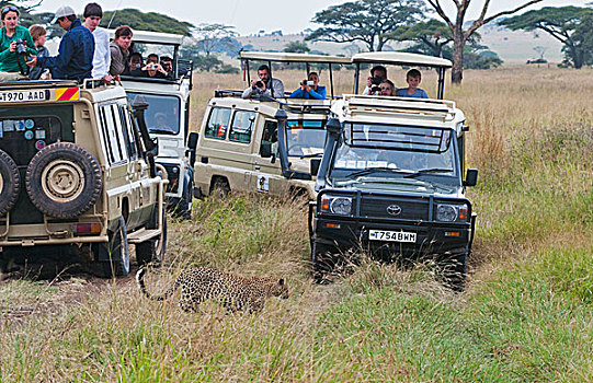 坦桑尼亚,塞伦盖蒂,非洲,相遇,印度豹,交通工具,旅游,塞伦盖蒂国家公园,野生动物