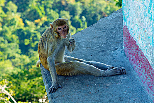 缅甸,山,猕猴,休息,石台