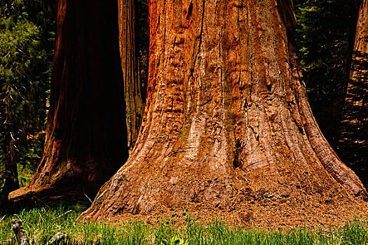 美洲杉,红杉国家公园,加利福尼亚,美国
