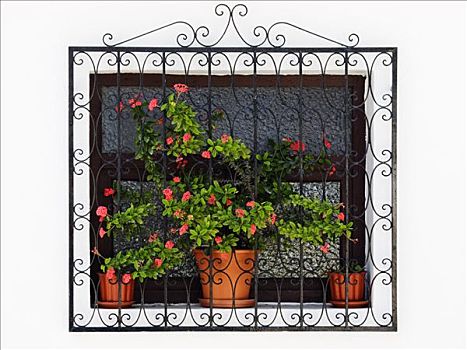 盆栽,窗户,瓦伦西亚,西班牙