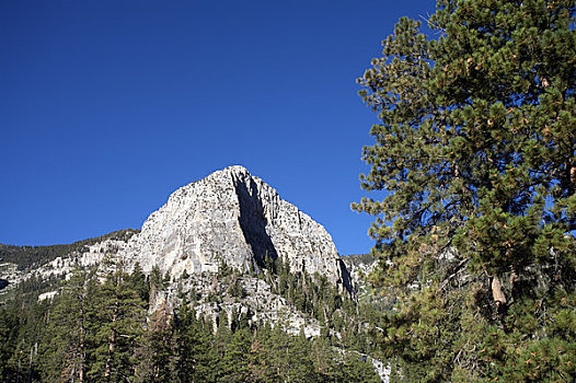 树,山,教堂岩,国家森林,内华达,美国