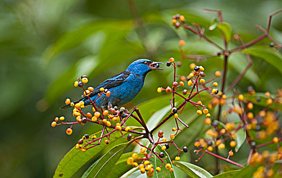 蓝色,哥斯达黎加,中美洲