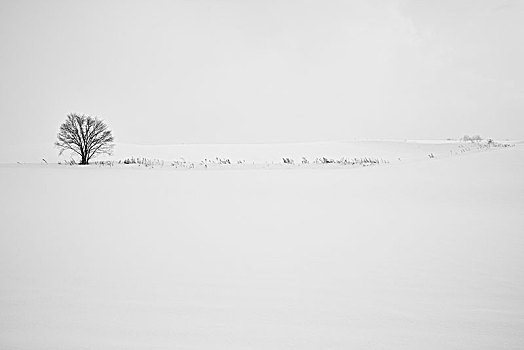 积雪,冬季风景,孤树,远景,美瑛