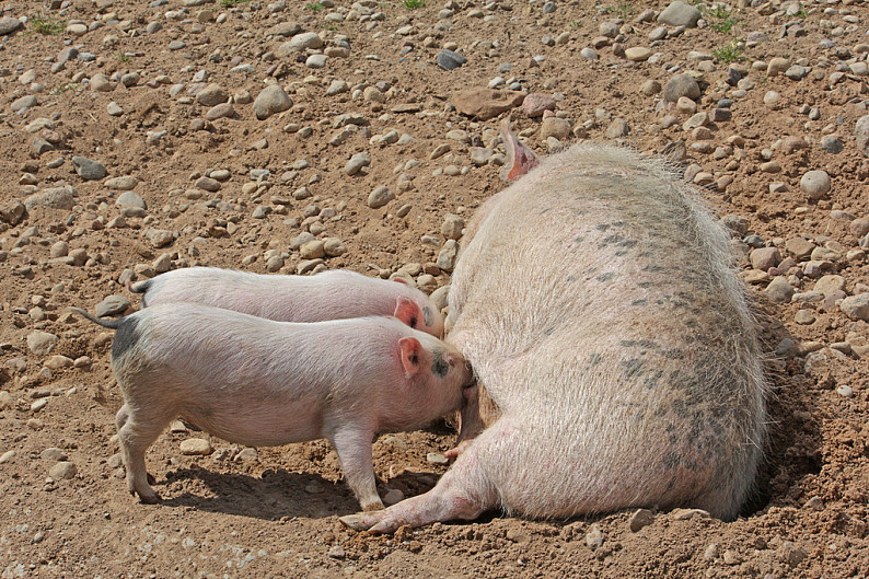 母猪躺着的照片图片